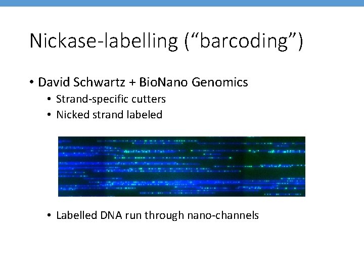 Nickase-labelling (“barcoding”) • David Schwartz + Bio. Nano Genomics • Strand-specific cutters • Nicked
