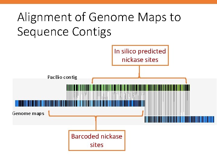 Alignment of Genome Maps to Sequence Contigs In silico predicted nickase sites Pac. Bio