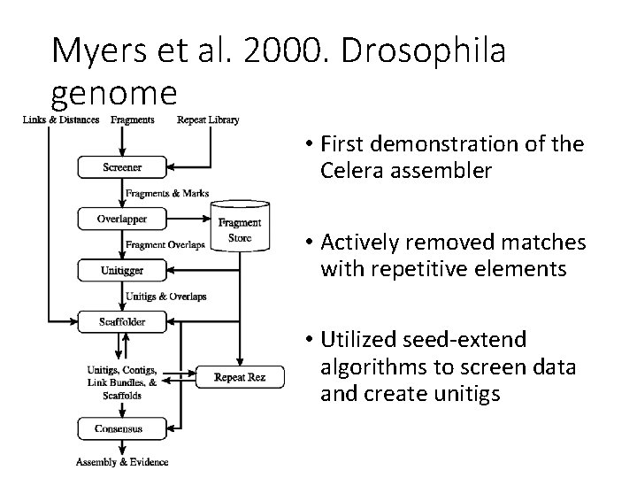 Myers et al. 2000. Drosophila genome • First demonstration of the Celera assembler •