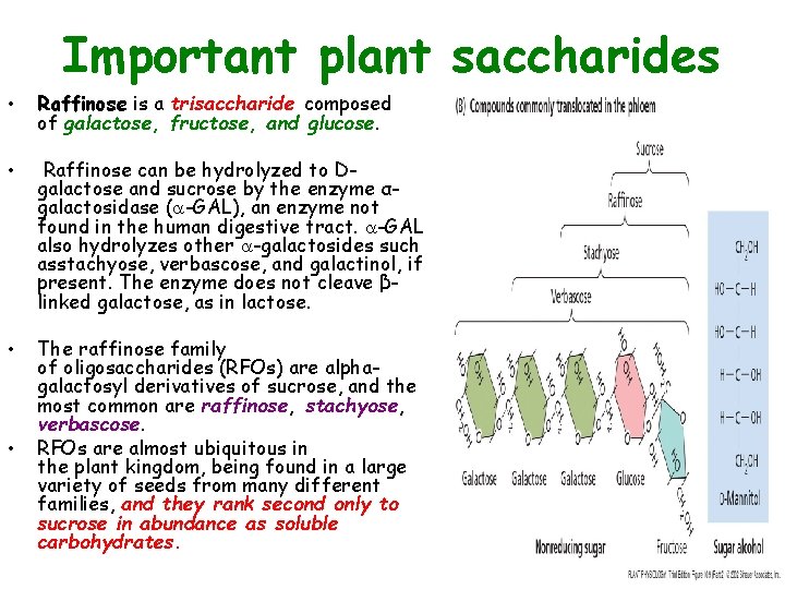 Important plant saccharides • Raffinose is a trisaccharide composed of galactose, fructose, and glucose.