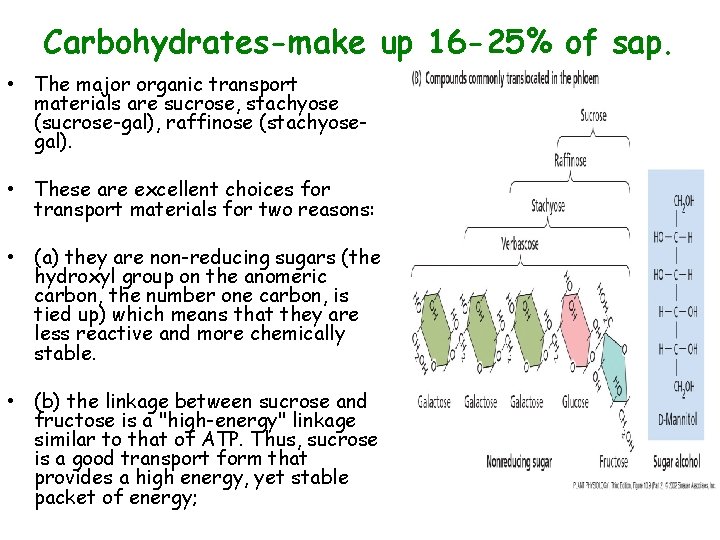 Carbohydrates-make up 16 -25% of sap. • The major organic transport materials are sucrose,