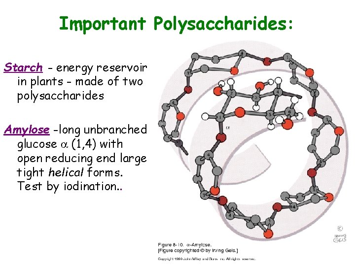 Important Polysaccharides: Starch - energy reservoir in plants - made of two polysaccharides Amylose