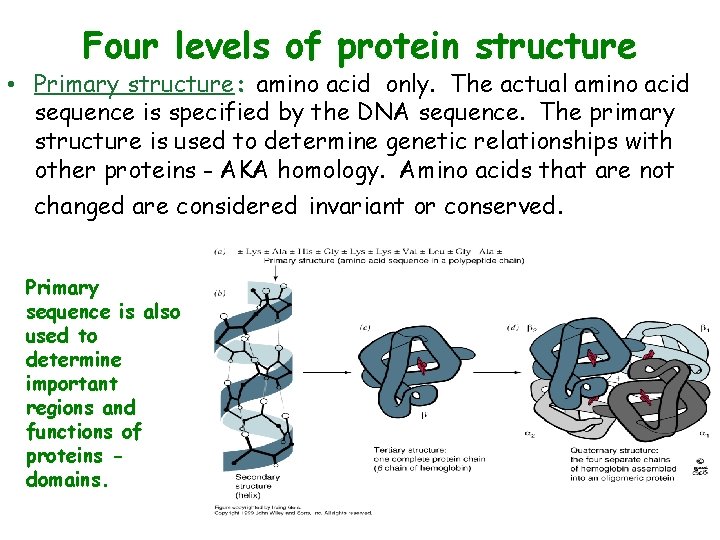 Four levels of protein structure • Primary structure: amino acid only. The actual amino