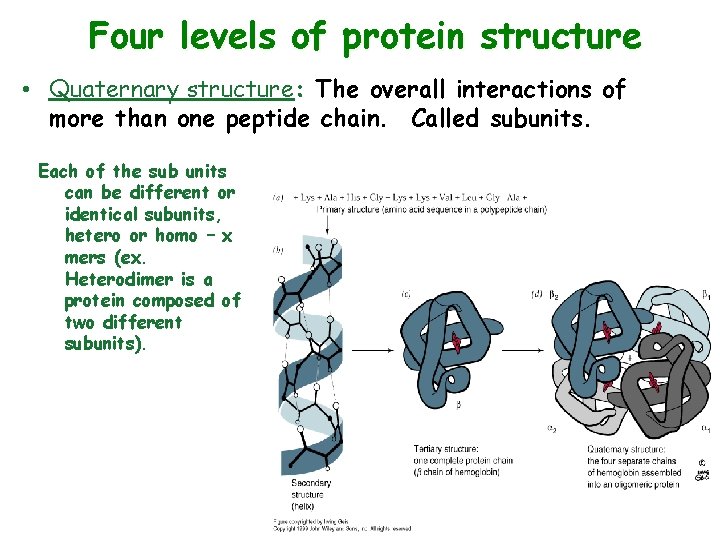 Four levels of protein structure • Quaternary structure: The overall interactions of more than