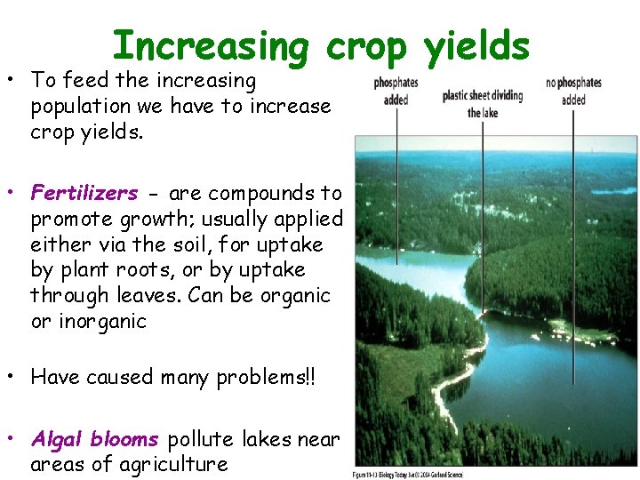  • Increasing crop yields Figure 11. 13 To feed the increasing population we