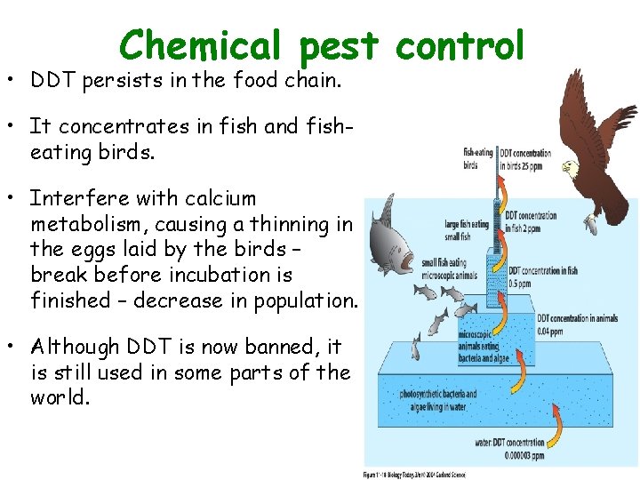  • Chemical pest control Figure 11. 18 DDT persists in the food chain.