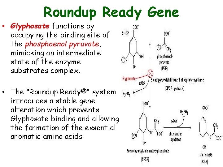 Roundup Ready Gene • Glyphosate functions by occupying the binding site of the phosphoenol