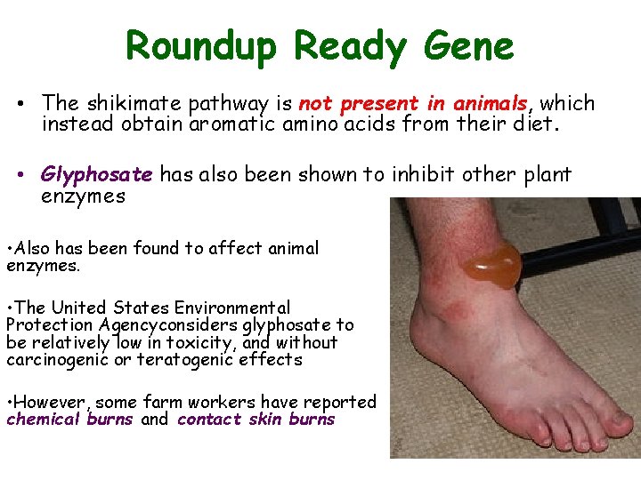 Roundup Ready Gene • The shikimate pathway is not present in animals, which instead