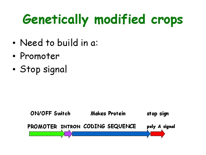 Genetically modified crops • Need to build in a: • Promoter • Stop signal