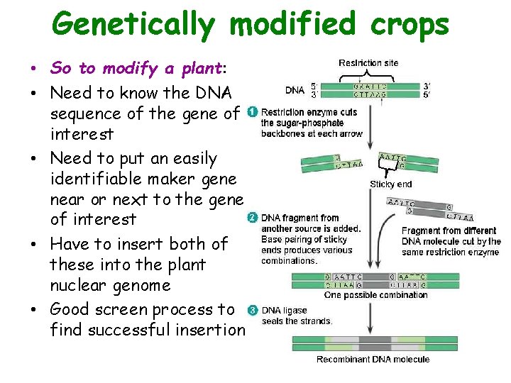 Genetically modified crops • So to modify a plant: • Need to know the