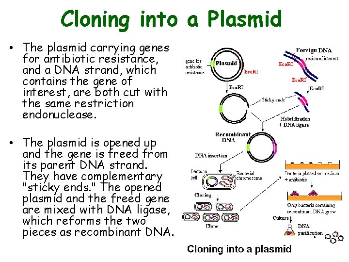 Cloning into a Plasmid • The plasmid carrying genes for antibiotic resistance, and a