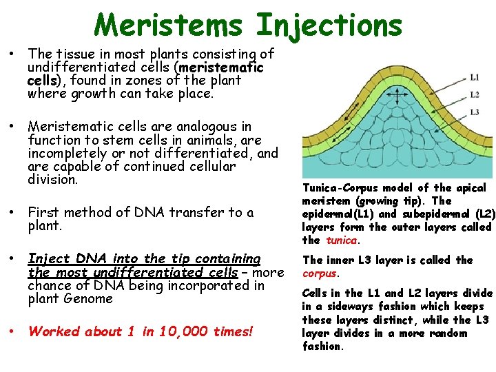 Meristems Injections • The tissue in most plants consisting of undifferentiated cells (meristematic cells),