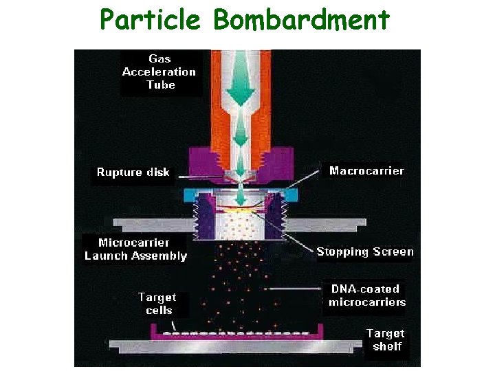 Particle Bombardment 