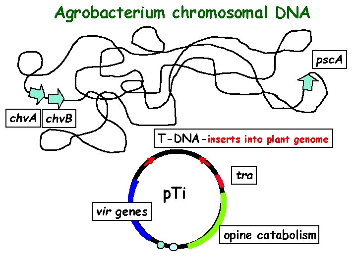 Agrobacterium chromosomal DNA psc. A chv. B T-DNA-inserts into plant genome for transfer to