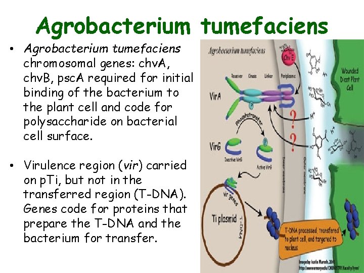 Agrobacterium tumefaciens • Agrobacterium tumefaciens chromosomal genes: chv. A, chv. B, psc. A required