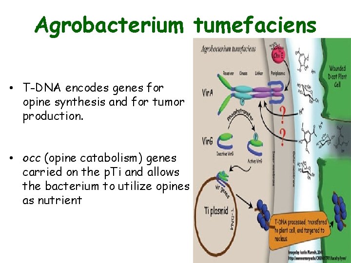 Agrobacterium tumefaciens • T-DNA encodes genes for opine synthesis and for tumor production. •