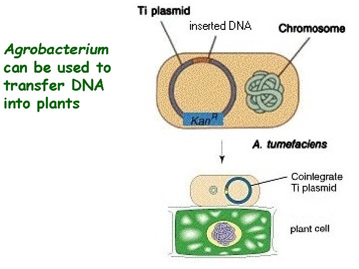 Agrobacterium can be used to transfer DNA into plants 
