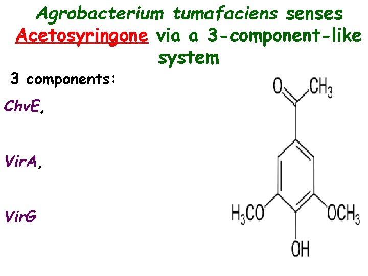 Agrobacterium tumafaciens senses Acetosyringone via a 3 -component-like system 3 components: Chv. E, Vir.