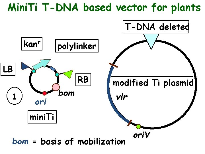 Mini. Ti T-DNA based vector for plants a binary vector system kanr polylinker LB