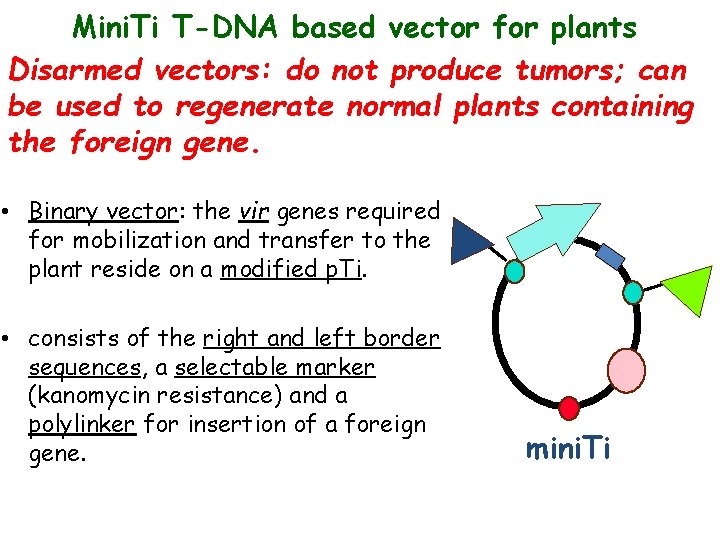 Mini. Ti T-DNA based vector for plants Disarmed vectors: do not produce tumors; can
