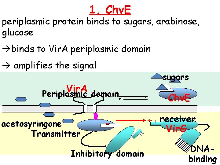 1. Chv. E periplasmic protein binds to sugars, arabinose, glucose binds to Vir. A