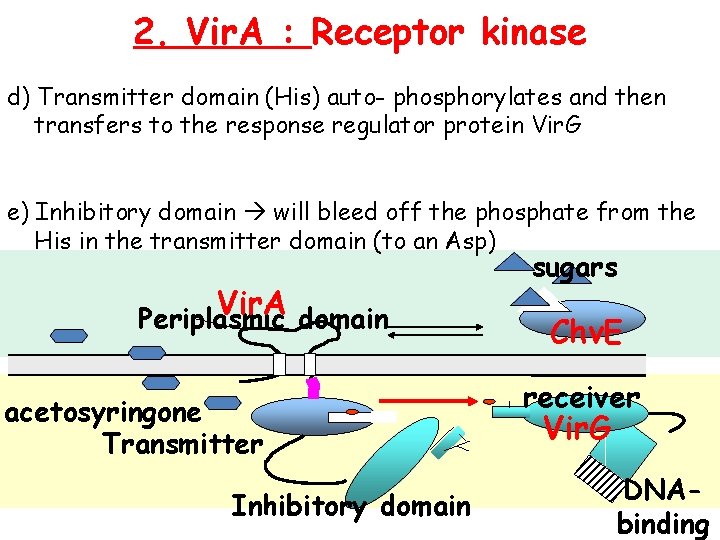 2. Vir. A : Receptor kinase d) Transmitter domain (His) auto- phosphorylates and then