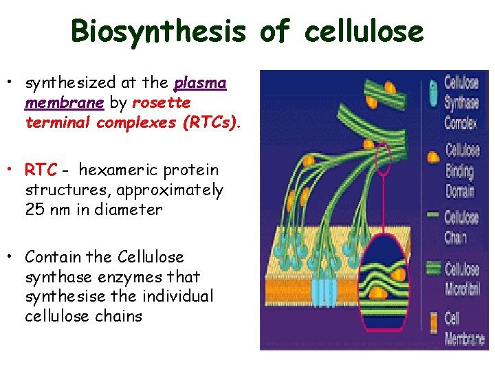 Biosynthesis of cellulose • synthesized at the plasma membrane by rosette terminal complexes (RTCs).