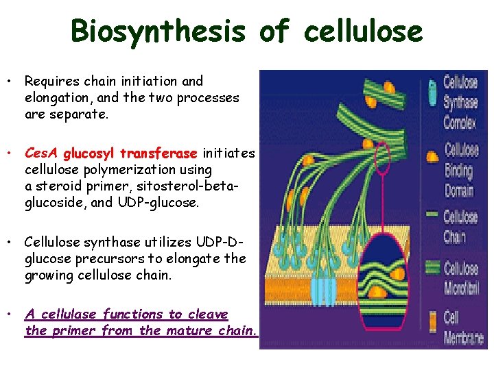 Biosynthesis of cellulose • Requires chain initiation and elongation, and the two processes are