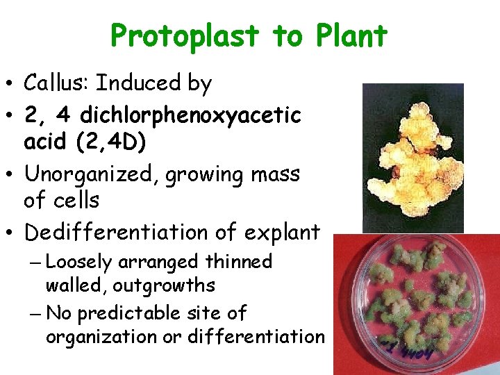 Protoplast to Plant • Callus: Induced by • 2, 4 dichlorphenoxyacetic acid (2, 4