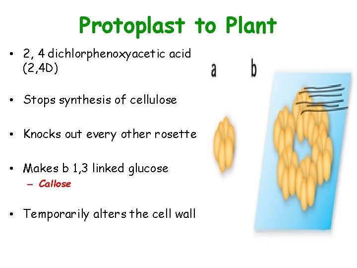 Protoplast to Plant • 2, 4 dichlorphenoxyacetic acid (2, 4 D) • Stops synthesis