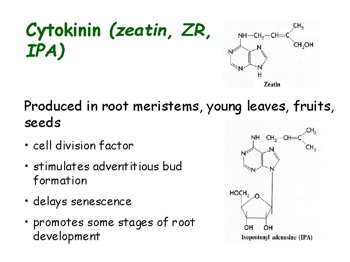 Cytokinin (zeatin, ZR, IPA) Produced in root meristems, young leaves, fruits, seeds • cell