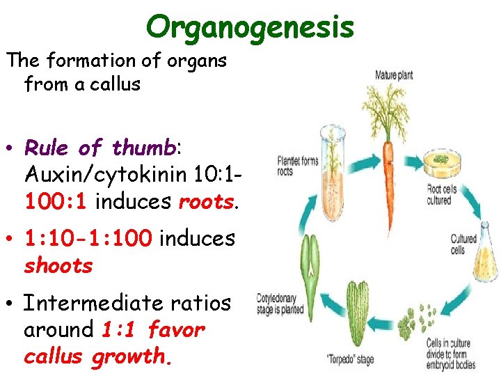Organogenesis The formation of organs from a callus • Rule of thumb: Auxin/cytokinin 10: