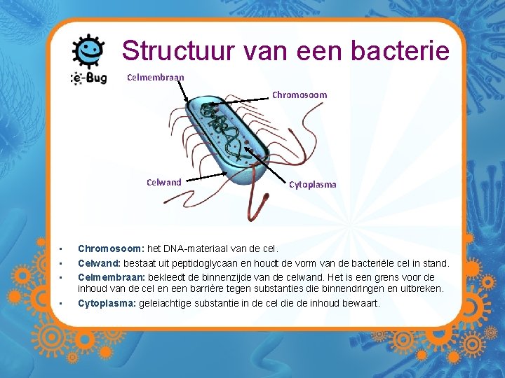 Structuur van een bacterie Celmembraan Chromosoom Celwand • • Cytoplasma Chromosoom: het DNA-materiaal van