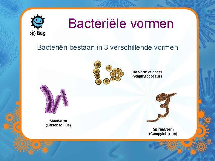 Bacteriële vormen Bacteriën bestaan in 3 verschillende vormen Bolvorm of cocci (Staphylococcus) Staafvorm (Lactobacillus)