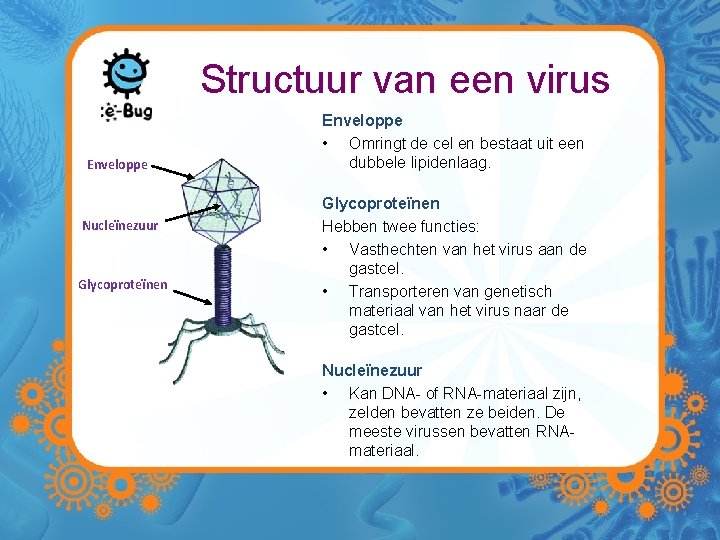 Structuur van een virus Enveloppe Nucleïnezuur Glycoproteïnen Enveloppe • Omringt de cel en bestaat