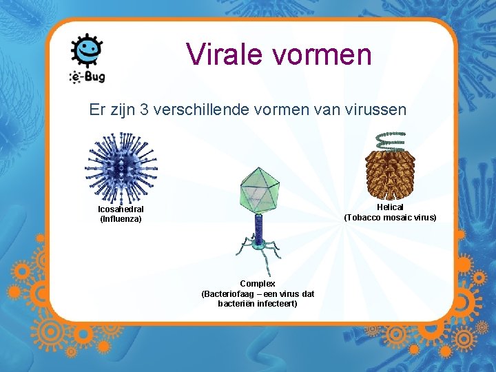 Virale vormen Er zijn 3 verschillende vormen van virussen Helical (Tobacco mosaic virus) Icosahedral