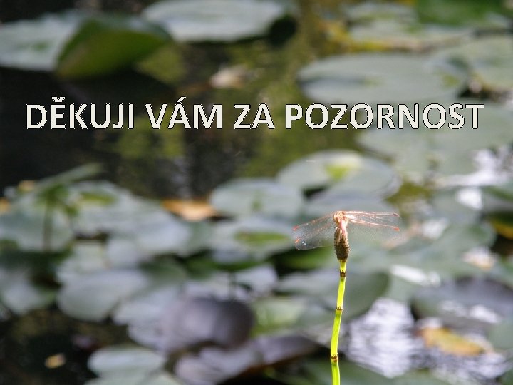 DĚKUJI VÁM ZA POZORNOST 