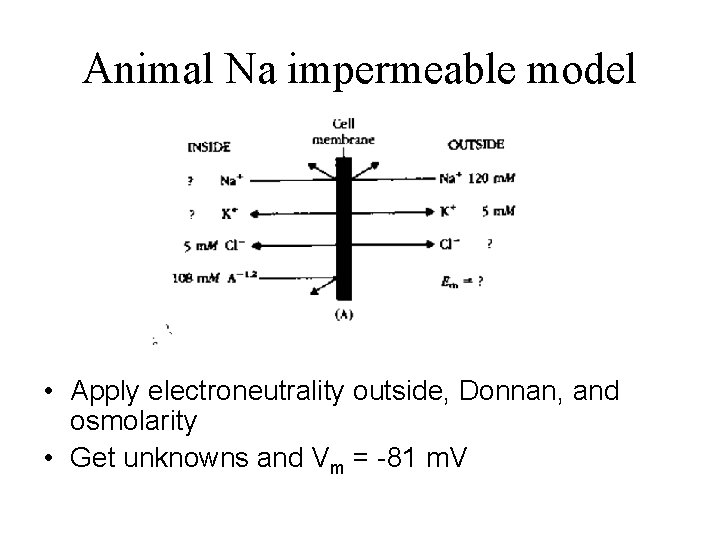 Animal Na impermeable model • Apply electroneutrality outside, Donnan, and osmolarity • Get unknowns