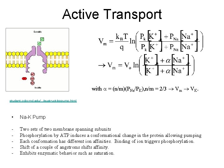 Active Transport with a = (n/m)(PNa/PK), n/m = 2/3 Vm VK. student. ccbcmd. edu/.
