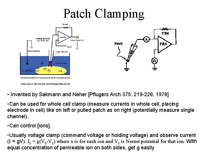 Patch Clamping www. essen-instruments. com/Images/figure 2. gif • Invented by Sakmann and Neher [Pflugers