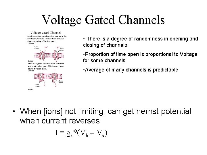 Voltage Gated Channels • There is a degree of randomness in opening and closing