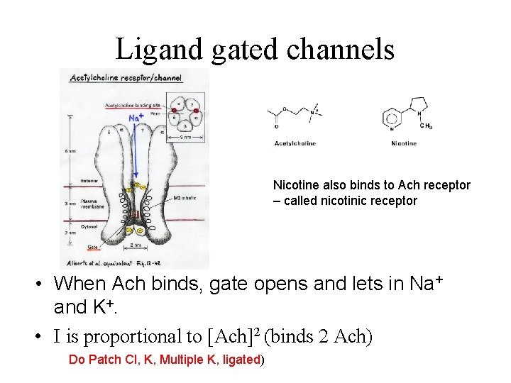 Ligand gated channels Nicotine also binds to Ach receptor – called nicotinic receptor •