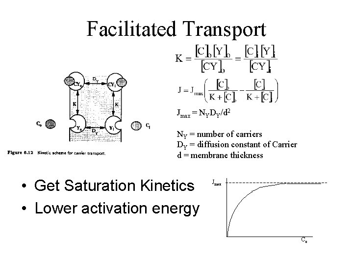 Facilitated Transport Jmax = NYDY/d 2 NY = number of carriers DY = diffusion