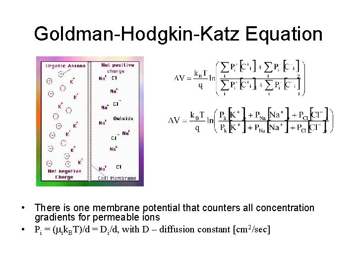 Goldman-Hodgkin-Katz Equation • There is one membrane potential that counters all concentration gradients for