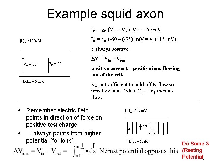 Example squid axon IK = g. K (Vm – VK), Vm = -60 m.