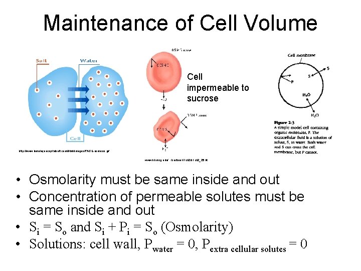 Maintenance of Cell Volume Cell impermeable to sucrose http: //www. himalayancrystalsalt. com/html/images/PAGE-osmosis. gif www.