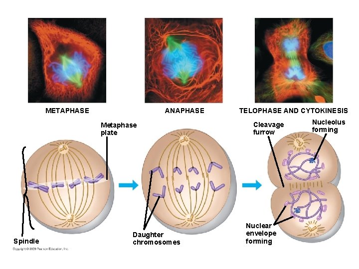 METAPHASE ANAPHASE Metaphase plate Spindle Daughter chromosomes TELOPHASE AND CYTOKINESIS Cleavage furrow Nuclear envelope