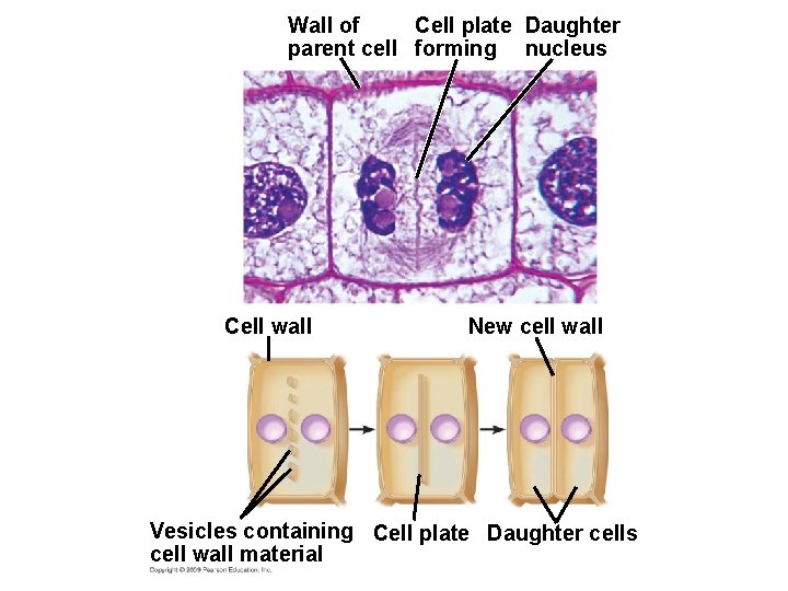 Wall of Cell plate Daughter parent cell forming nucleus Cell wall New cell wall