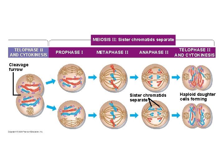 MEIOSIS II: Sister chromatids separate TELOPHASE II AND CYTOKINESIS PROPHASE I METAPHASE II ANAPHASE