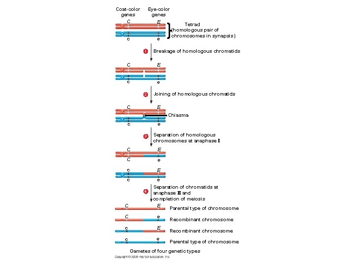 Coat-color genes C Eye-color genes E c e 1 Breakage of homologous chromatids C
